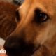 Perrita mamá flaca es tan bonita y feliz ahora | El Dodo