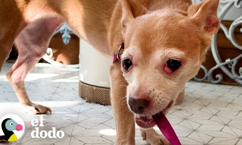 Perrita que intentó morder a todos se convierte en la más amorosa| El Dodo