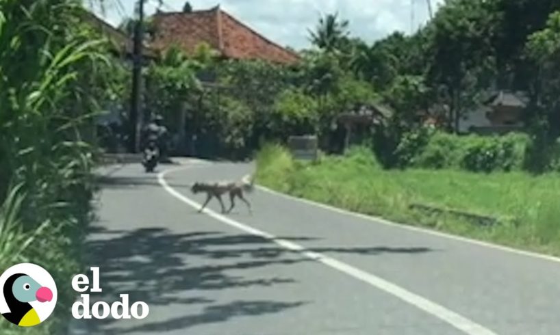 Perro callejero que parecía un hombre lobo se ve tan diferente ahora | El Dodo