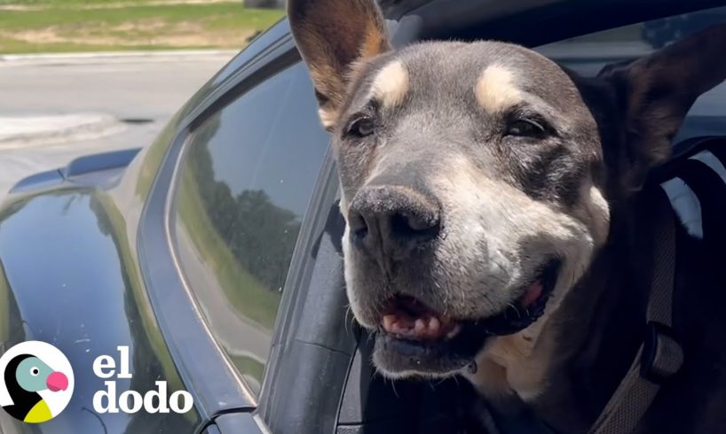 Perro que vivió en el refugio durante 10 años finalmente se va a casa | El Dodo