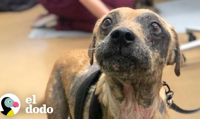 Perro sin pelo encontrado al lado de la carretera tiene el pelo más brillante ahora | El Dodo