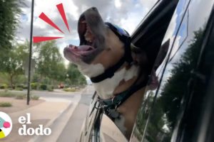 Pit bull rescatado grita como una persona cuando está feliz | Puro Pitbull | El Dodo