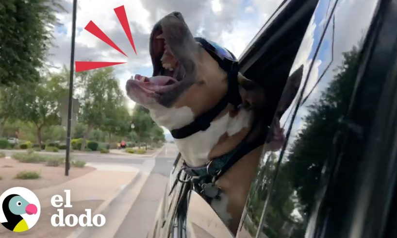 Pit bull rescatado grita como una persona cuando está feliz | Puro Pitbull | El Dodo