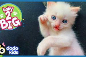 Pocket-Sized Kitten Grows Up To Be A Ninja Cat | Baby 2 Big | Dodo Kids