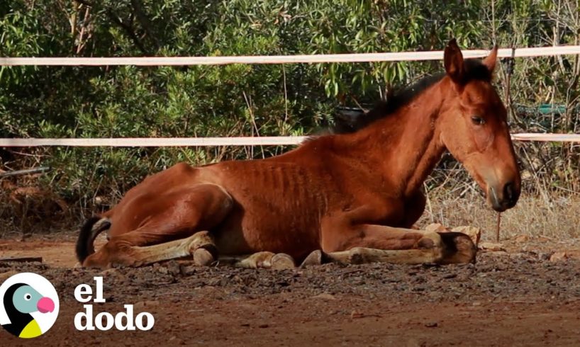 Potrillo abandonado no podía pararse, ahora corre con el resto de sus amigos | El Dodo