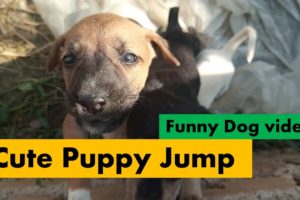 Puppy Jump Fails Compilation | Cutest Puppies Playing Around | Puppy/Dog to Jump & Drop Things