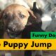 Puppy Jump Fails Compilation | Cutest Puppies Playing Around | Puppy/Dog to Jump & Drop Things
