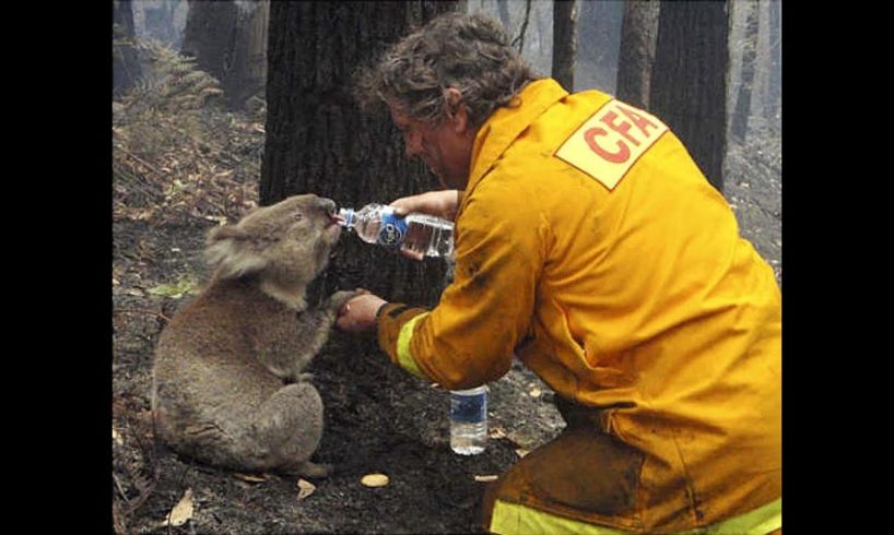 Real Life Heroes►Best Inspiring Animal Rescues Of The Year -Ultimate Video 2021