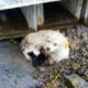 Rescue Blind Mama Dog Tries to Protect Her Babies Under The Rain In The Vain