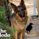 Rescue Crow Goes On Walks With His Favorite German Shepherd | The Dodo Wild Hearts