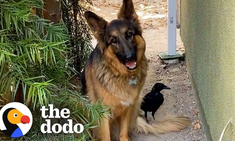 Rescue Crow Goes On Walks With His Favorite German Shepherd | The Dodo Wild Hearts