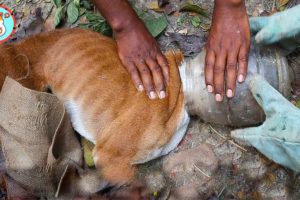 Rescue Dog Head Stuck in Plastic Jar | Heartbreaking Animal Rescues