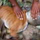 Rescue Dog Head Stuck in Plastic Jar | Heartbreaking Animal Rescues