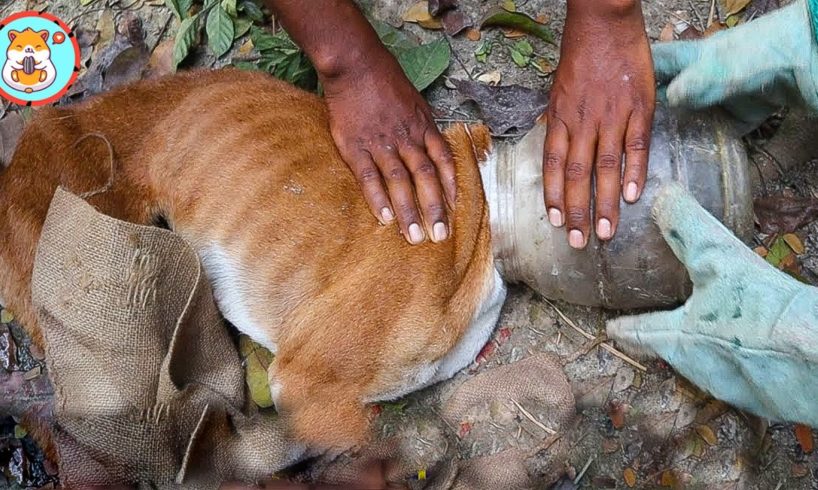 Rescue Dog Head Stuck in Plastic Jar | Heartbreaking Animal Rescues