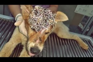 Rescue Helpless Dog From Monster Mangoworms! RESCATE ANIMALES 2021 猫からワームを取り除