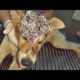 Rescue Helpless Dog From Monster Mangoworms! RESCATE ANIMALES 2021 猫からワームを取り除
