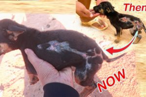 Rescue Injured Puppy By Forest Fire Part 2 - Animal Rescue 2021