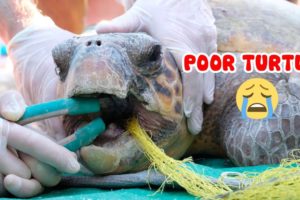 👉 Rescue Sea Animals Entangled in Fishing Line 🐢 Life Comedy