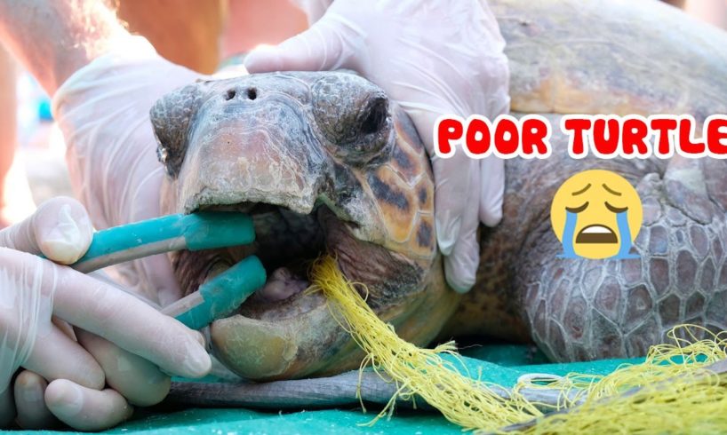 👉 Rescue Sea Animals Entangled in Fishing Line 🐢 Life Comedy