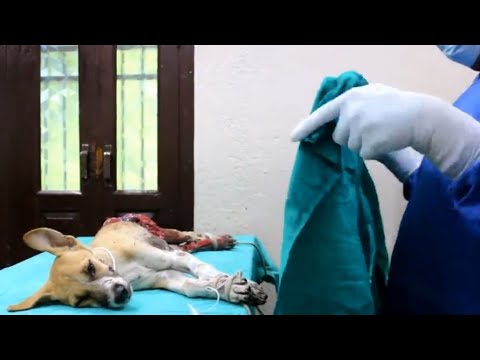 Rescue Team ने बचाई Dog की जान | Rescue Team save dog #shorts #xyzfactube