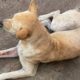 Rescue of stray dogs on the street​ | Rescue homeless dogs