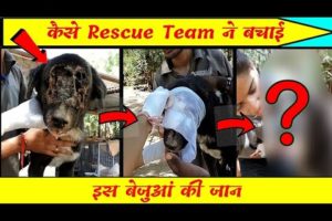 Rescue team ne bachai Dog Jaan 🐕 #shorts #factsfyz