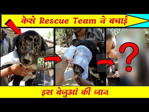 Rescue team ne bachai Dog Jaan 🐕 #shorts #factsfyz