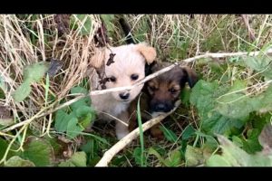 Rescued Abandoned Puppies Thanks To Our Shelter Dogs