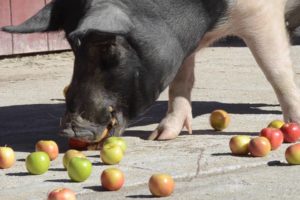 Rescued Farm Animals Celebrate International Eat an Apple Day