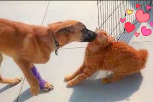 Romantic Dog and cat act like a couple - Awesome Funny Animals' Life Videos - Funniest Pets 😇