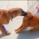Romantic Dog and cat act like a couple - Awesome Funny Animals' Life Videos - Funniest Pets 😇