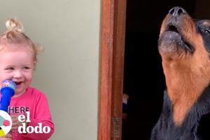 Rottweiler leal copia todo lo que hace su hermanita | Almas Gemelas | El Dodo