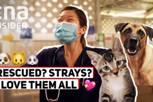 SPCA Vet On That Euthanasia Question, And Caring For Strays & Rescues