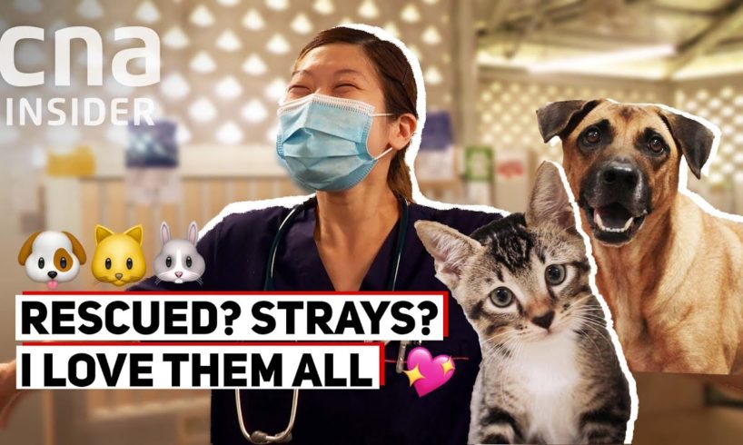 SPCA Vet On That Euthanasia Question, And Caring For Strays & Rescues