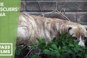 Scared Abandoned Puppy Hiding In Corner Until Rescuers Offer Chicken - Howl & Hope For DoDo Dogs