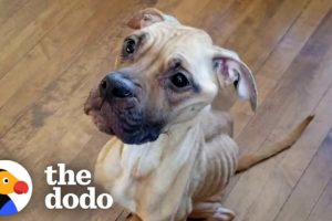 Skinny Pittie Found In An Alley In The Freezing Cold | The Dodo Pittie Nation