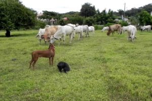 Small dog "rescues" Rhodesian Ridgeback puppy from cows