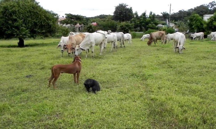 Small dog "rescues" Rhodesian Ridgeback puppy from cows