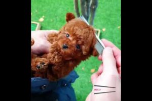 🐕 Smart Dog Video 2021 #short  cutest puppies city,cutest puppies in the world  #   753