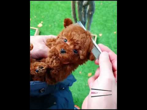 🐕 Smart Dog Video 2021 #short  cutest puppies city,cutest puppies in the world  #   753