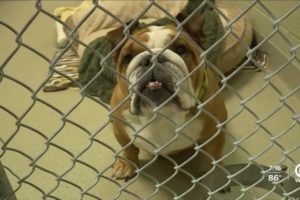 South Florida animal rescues relieve New Orleans' shelters