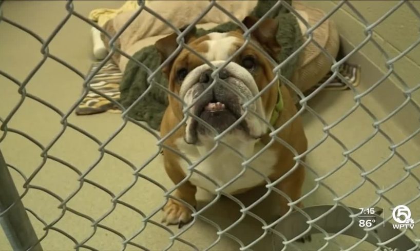 South Florida animal rescues relieve New Orleans' shelters
