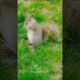 Squirrel | Squirrel Videos | Squirrel Videos for kids #oddlysatisfyingvideo #shorts #squirrel