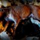 Stray Dog Daddy Rescues & Washes Dogs - Hope For Dogs | My DoDo