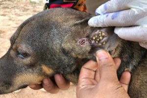 Street Dog is battling maggots and Insect - Animal Rescue Video 2021