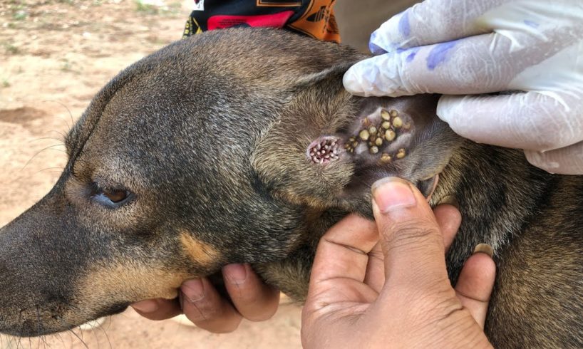 Street  Dog is battling maggots and Insect  - Animal Rescue Video 2021