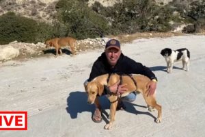 Stripe, one of blind Emma's puppies is getting adopted!! - Takis Shelter