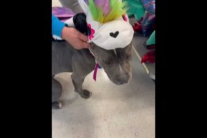 Sweet rescue dog goes on a shopping spree!