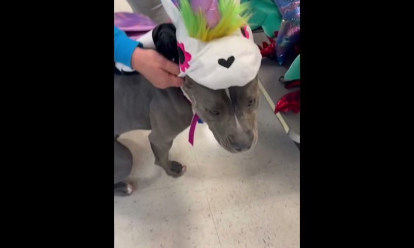 Sweet rescue dog goes on a shopping spree!
