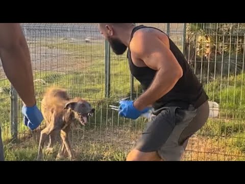 ⚠️THE MOST INCREDIBLE DOG RESCUES!⚠️ COMPILATIONS